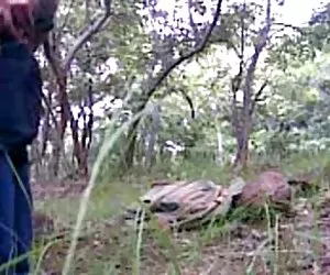 Leslie vetro anteriore