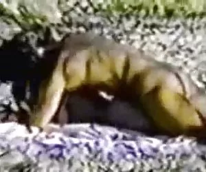 Cindy dollar ottiene la sua figa stretta scopata