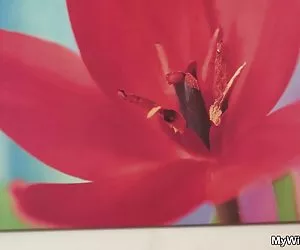 ragazzo Bangala goduto con il suo servo cameriera zia-ii