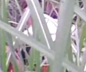 La famosa porno attrice