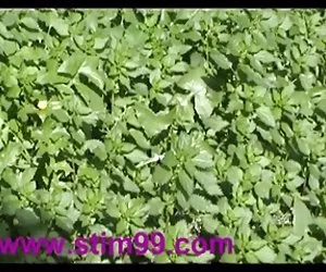 Questo fortunato bastardo vede la finale di ampie