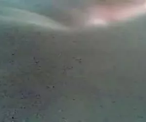 pecorina vestita un pompino