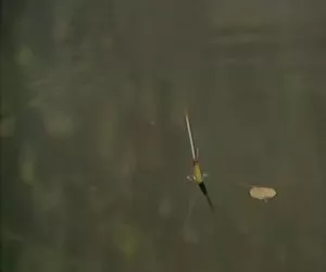 bruna con un culo incredibile Gioca solista athome