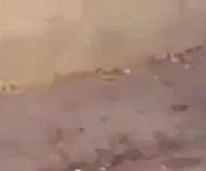 BDB (rovere brasile)