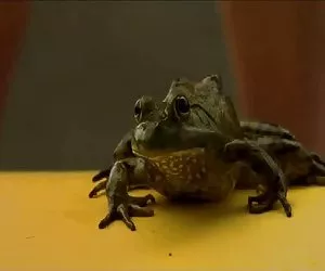 La bella pornostar ottiene Bbc nel culo!