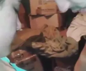 culto giapponese culo 13-2